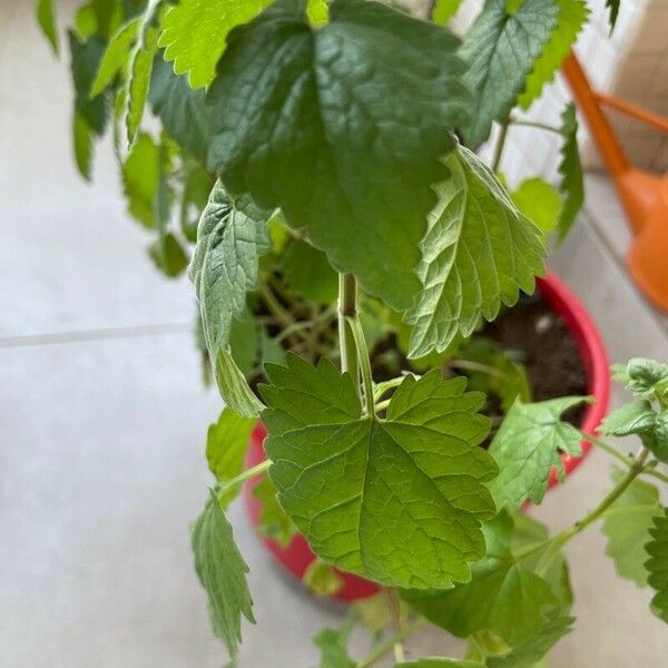 Nepeta cataria Folha