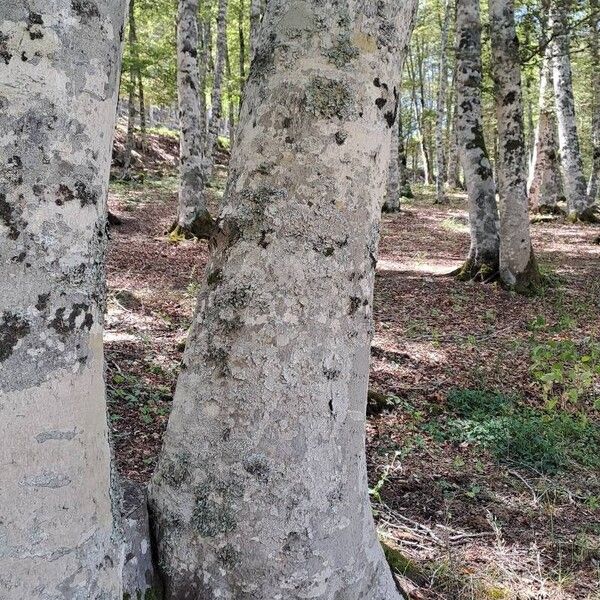 Fagus sylvatica چھال