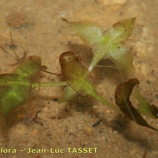 Lemna trisulca Habitatea