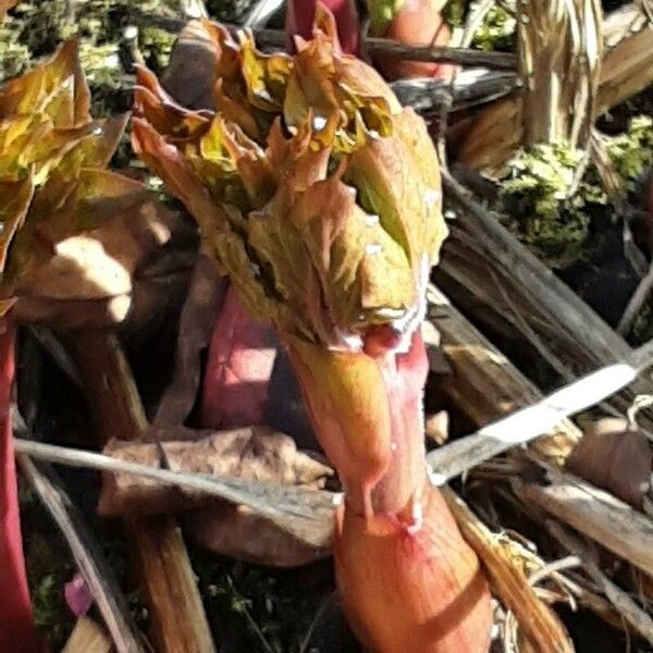 Paeonia × suffruticosa Leaf