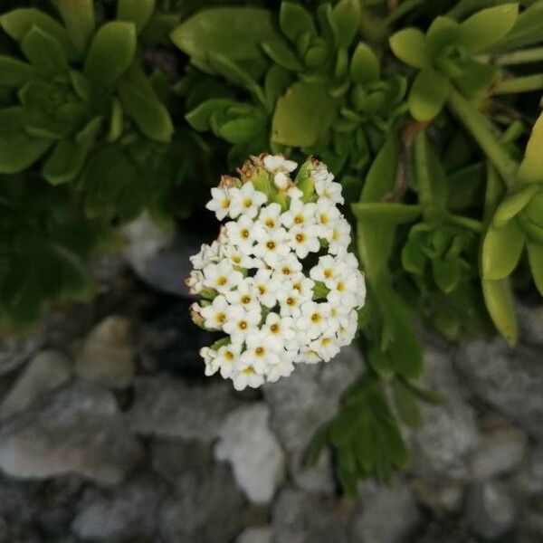Heliotropium anomalum Flower