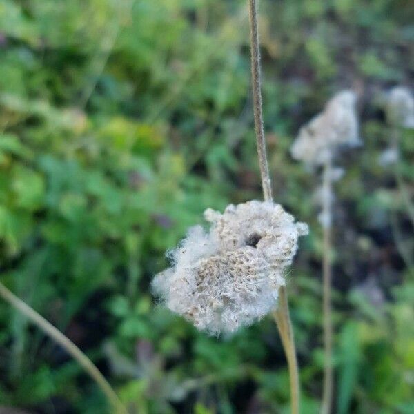 Anemonoides sylvestris Vrucht