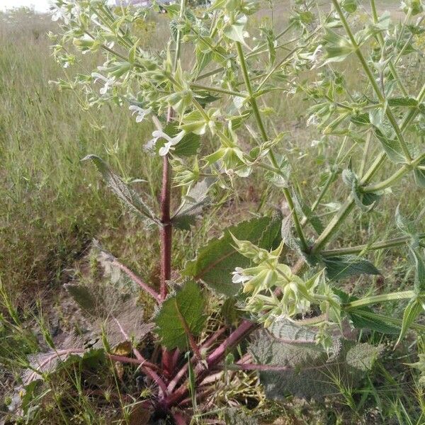 Salvia spinosa Цвят