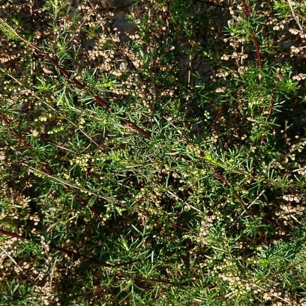 Artemisia scoparia आदत