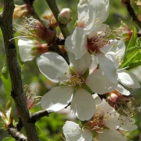 Prunus amygdaloides