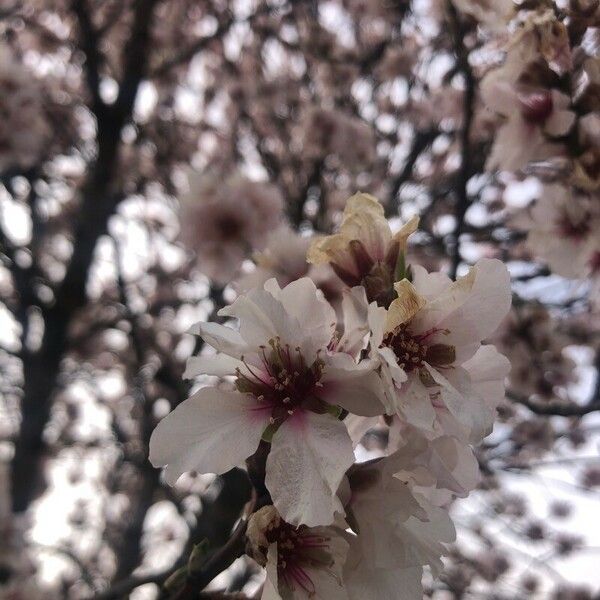Prunus dulcis फूल