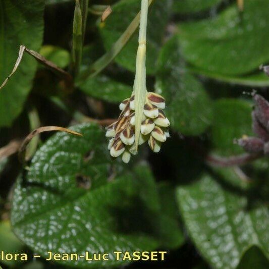 Carex bicolor अन्य