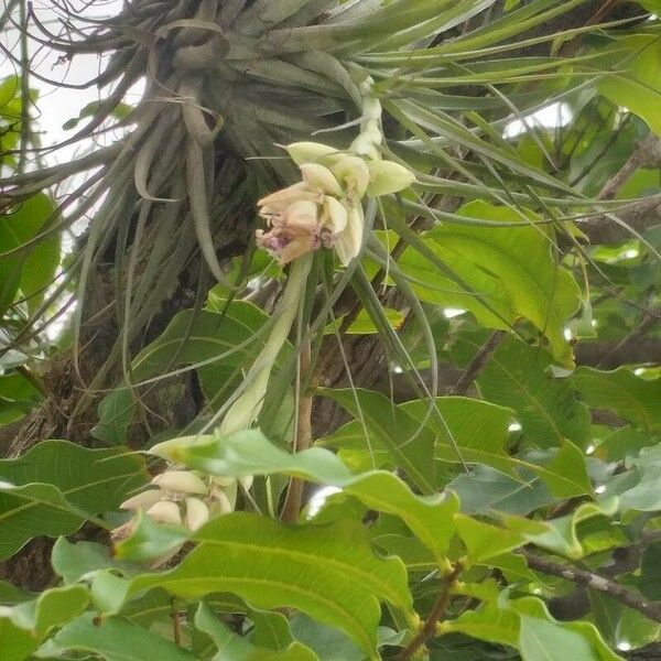 Tillandsia stricta Blüte