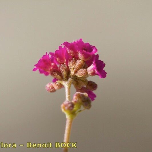 Boerhavia repens Цвят