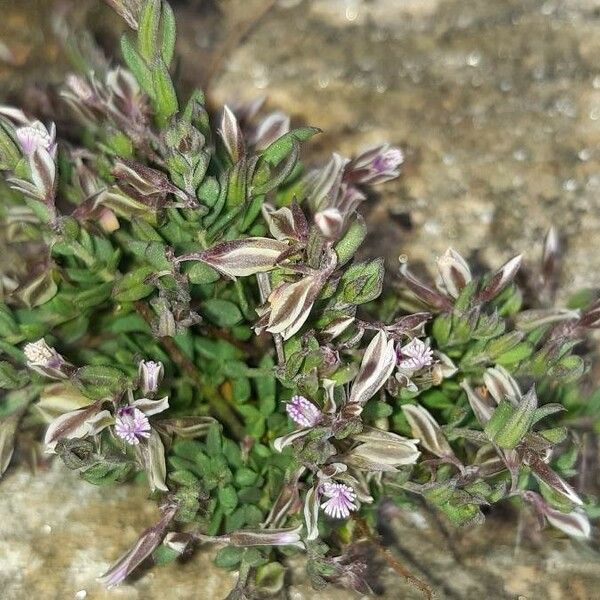 Polygala rupestris ফুল