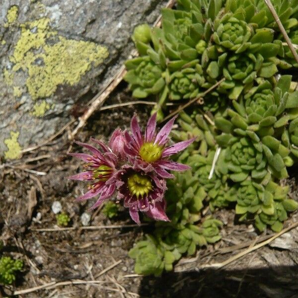 Sempervivum montanum Muu