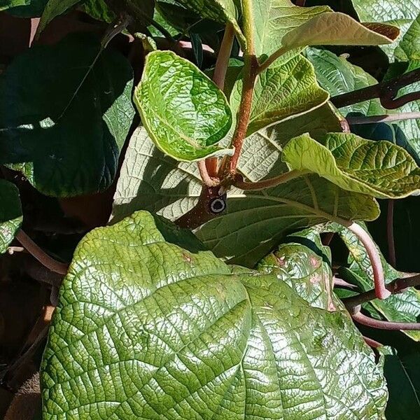 Actinidia chinensis Folio