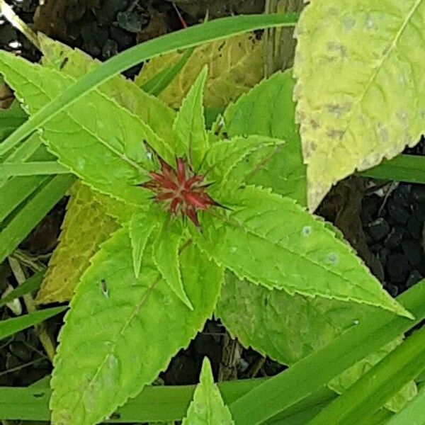 Monarda didyma Лист