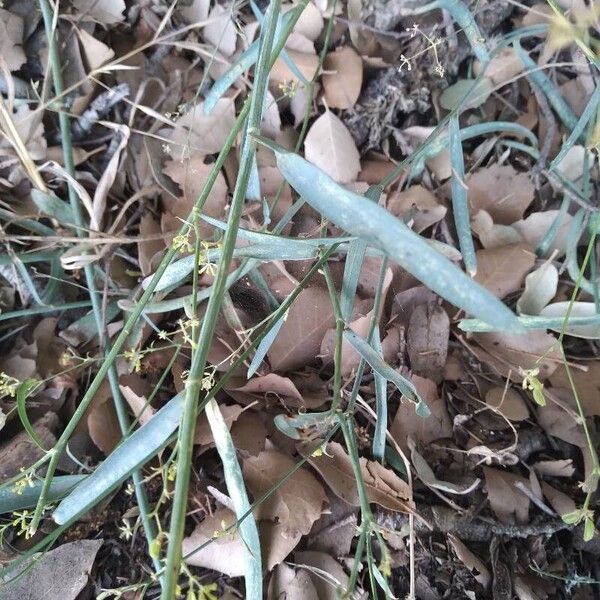 Bupleurum falcatum Leaf