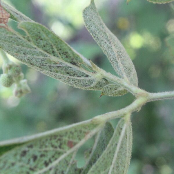 Mimosa albida Blad