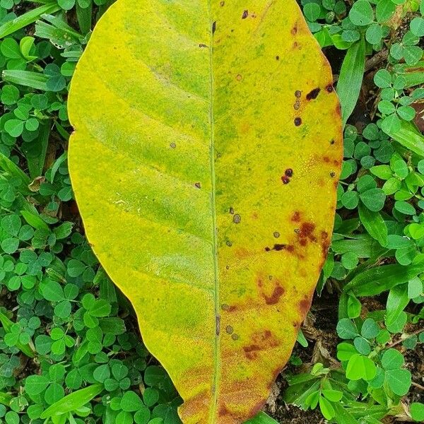 Terminalia catappa Leaf