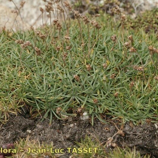 Plantago sarda عادت