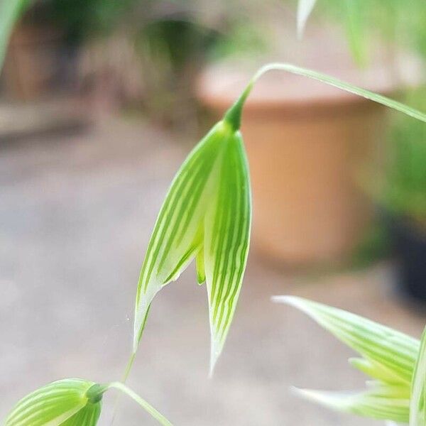 Avena sativa फूल