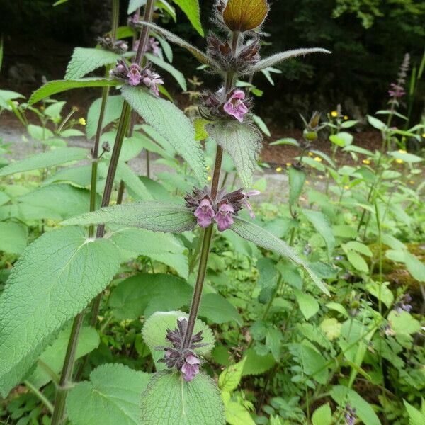 Stachys alpina ᱥᱟᱠᱟᱢ