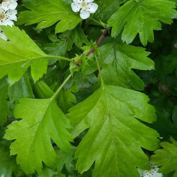 Crataegus × media Leaf