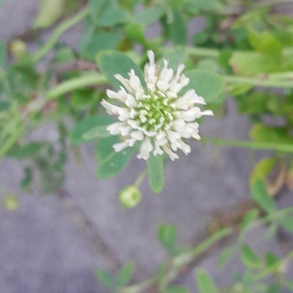 Trifolium alexandrinum Цвят
