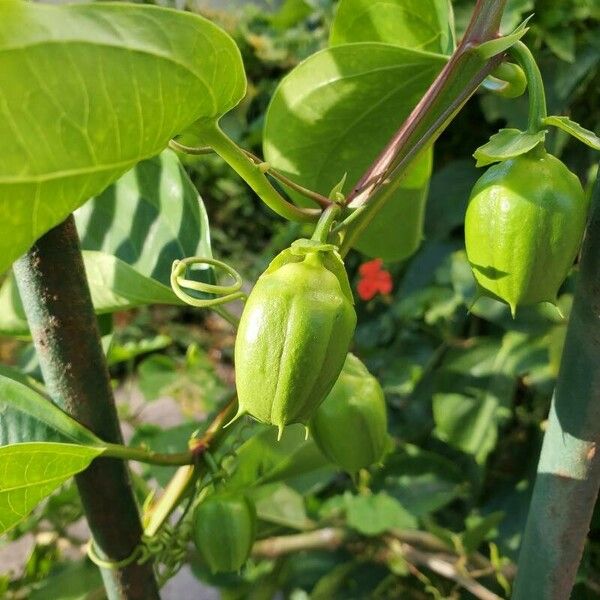 Passiflora alata Плод