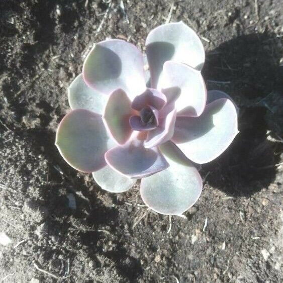 Echeveria gibbiflora Φύλλο