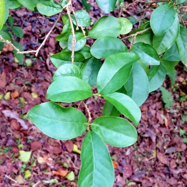 Brunfelsia uniflora Лист