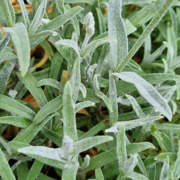 Cerastium tomentosum Листок