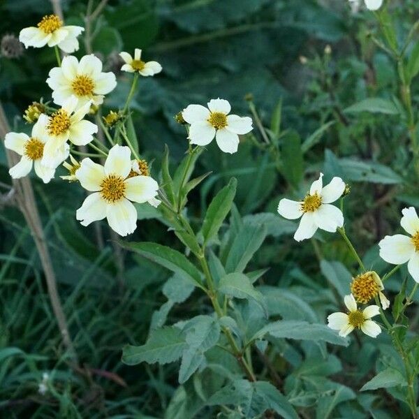 Bidens aurea 花