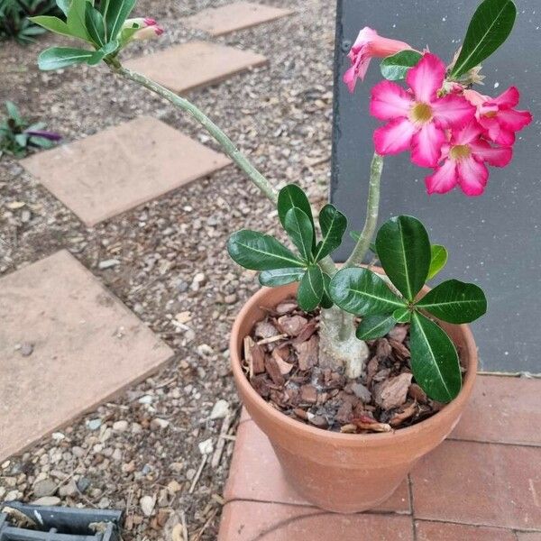 Adenium obesum Blomst