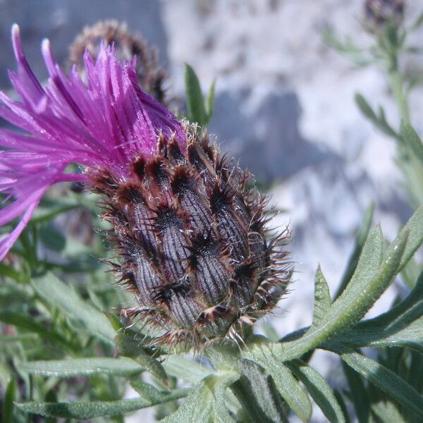 Centaurea corymbosa Flors