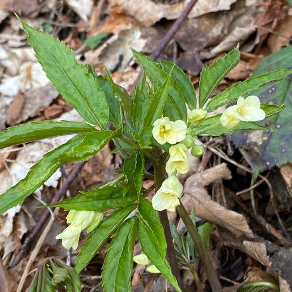 Cardamine kitaibelii Fleur