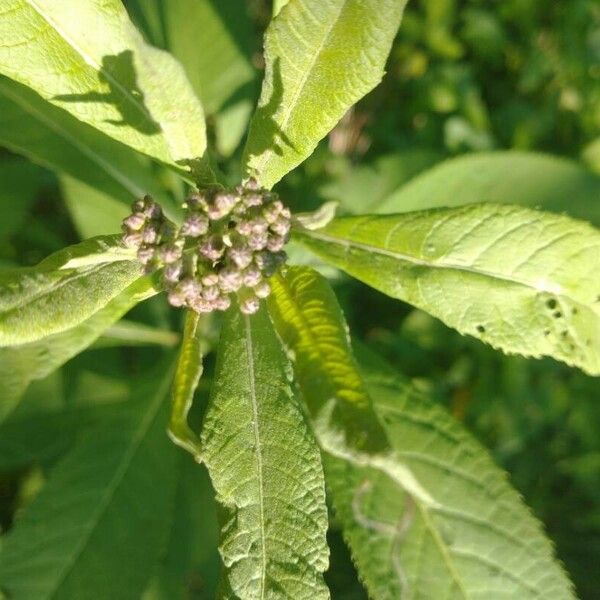 Pluchea camphorata പുഷ്പം