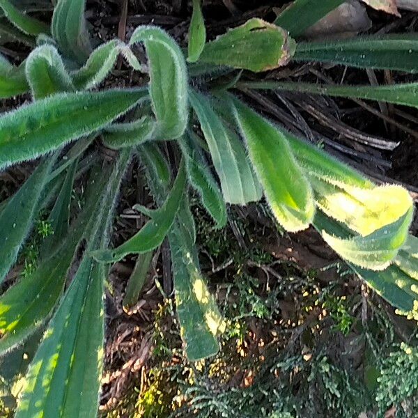 Plantago lagopus 葉