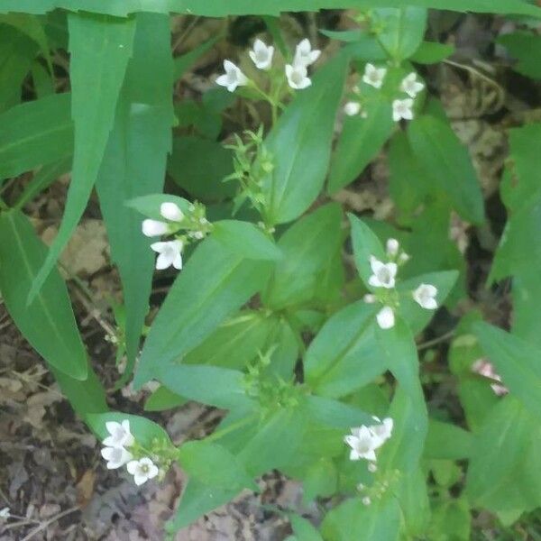 観察: Houstonia Purpurea L. (Barb T 2021年5月31日) World Flora - Pl@ntNet ...