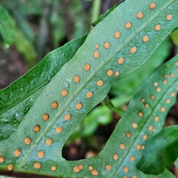 Phlebodium pseudoaureum Leaf