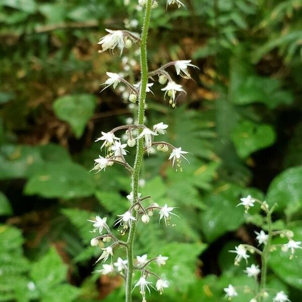 Tiarella trifoliata Flor