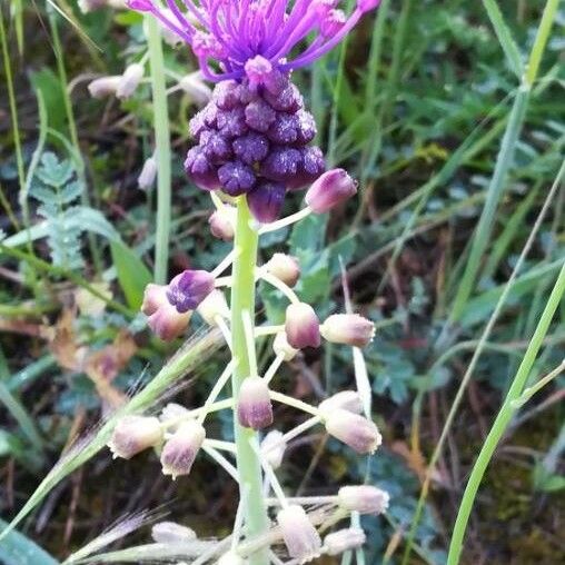 Leopoldia comosa Žiedas