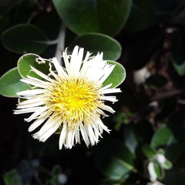 Pachystegia insignis Flors