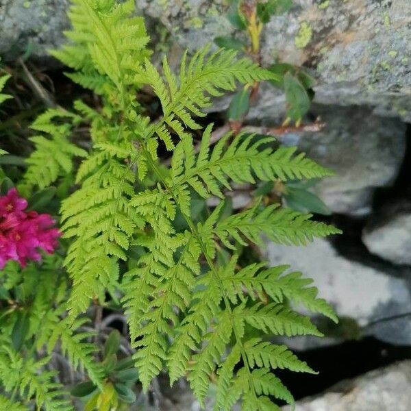 Gymnocarpium dryopteris Folha