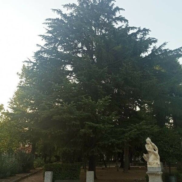 Cedrus deodara Habit