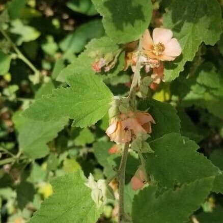 Sphaeralcea bonariensis Liść