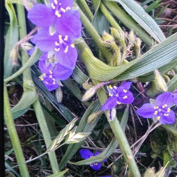 Tradescantia ohiensis Flower