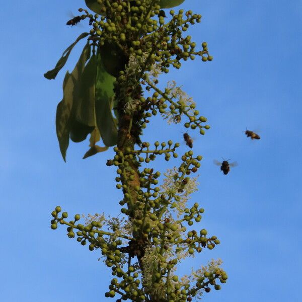 Swartzia nicaraguensis Kvet