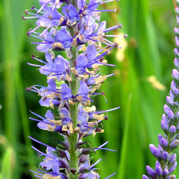 Veronica longifolia Floro