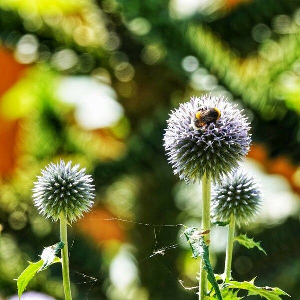 Echinops bannaticus Flower