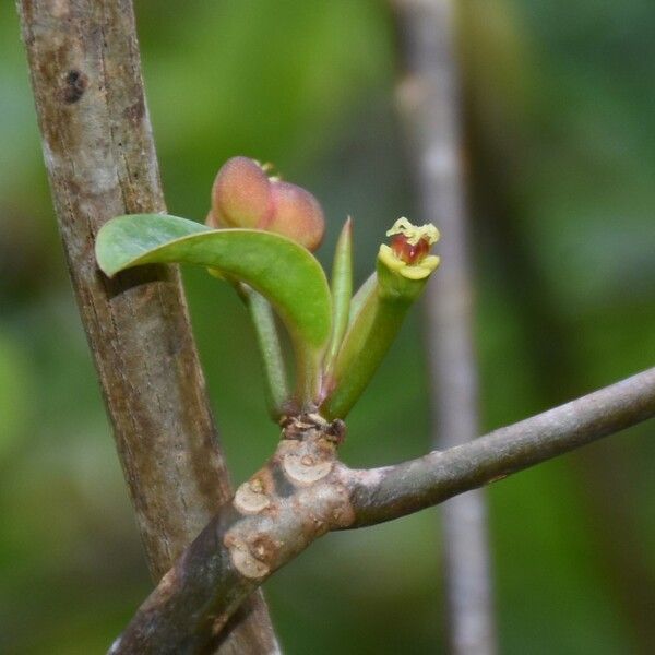 Euphorbia pyrifolia Flor