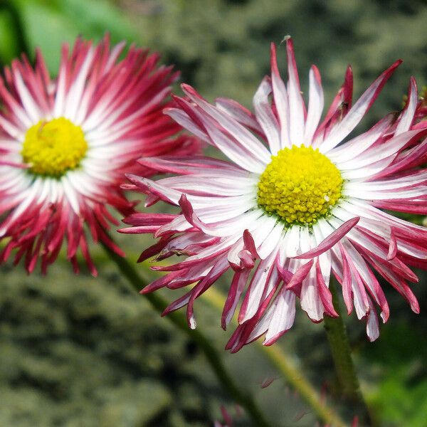 Bellis sylvestris Flor