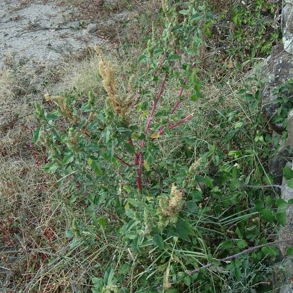 Amaranthus powellii Anders